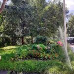 Растения на саратовских клумбах страдают из-за чрезмерного полива Растения на саратовских клумбах страдают из-за чрезмерного полива