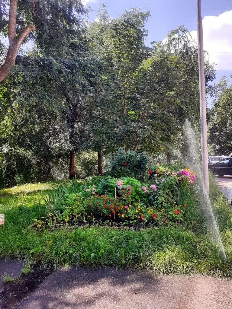 Растения на саратовских клумбах страдают из-за чрезмерного полива Растения на саратовских клумбах страдают из-за чрезмерного полива