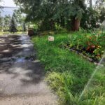 Растения на саратовских клумбах страдают из-за чрезмерного полива Растения на саратовских клумбах страдают из-за чрезмерного полива