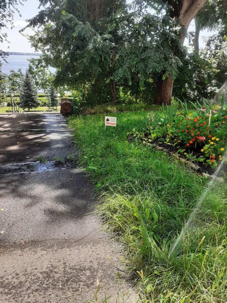 Растения на саратовских клумбах страдают из-за чрезмерного полива
