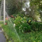 Растения на саратовских клумбах страдают из-за чрезмерного полива Растения на саратовских клумбах страдают из-за чрезмерного полива