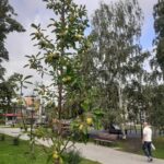 Аллея у Крытого рынка: что с ней не так Аллея у Крытого рынка: что с ней не так