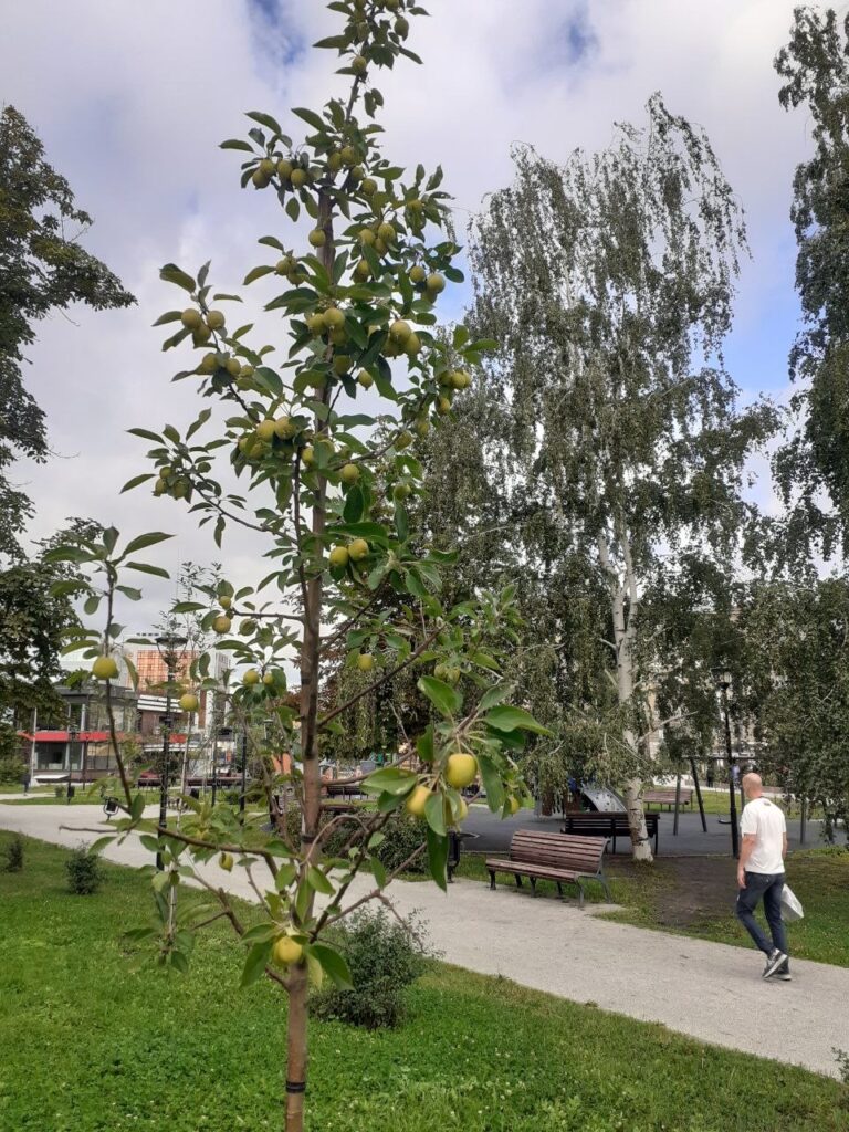 Аллея у Крытого рынка: что с ней не так Аллея у Крытого рынка: что с ней не так