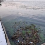 Среди мусора на набережной саратовцы увидели цаплю