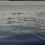 Среди мусора на набережной саратовцы увидели цаплю