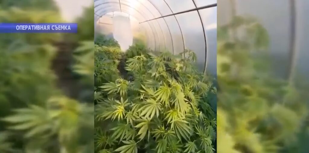 Урожай под арестом: в селе Шумейка накрыли подпольную наркоферму
