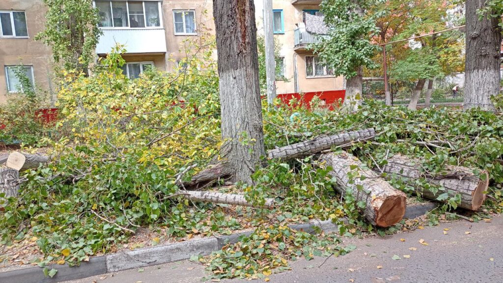 В Саратове срубят и обрежут аварийные деревья на семи улицах В Саратове срубят и обрежут аварийные деревья на семи улицах