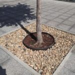 Приствольные круги вокруг деревьев на Волжской закрыли черной геотканью и засыпали щебёнкой Приствольные круги вокруг деревьев на Волжской закрыли черной геотканью и засыпали щебёнкой