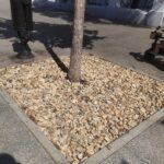 Приствольные круги вокруг деревьев на Волжской закрыли черной геотканью и засыпали щебёнкой Приствольные круги вокруг деревьев на Волжской закрыли черной геотканью и засыпали щебёнкой