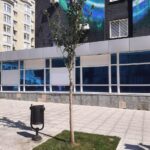 Приствольные круги вокруг деревьев на Волжской закрыли черной геотканью и засыпали щебёнкой Приствольные круги вокруг деревьев на Волжской закрыли черной геотканью и засыпали щебёнкой