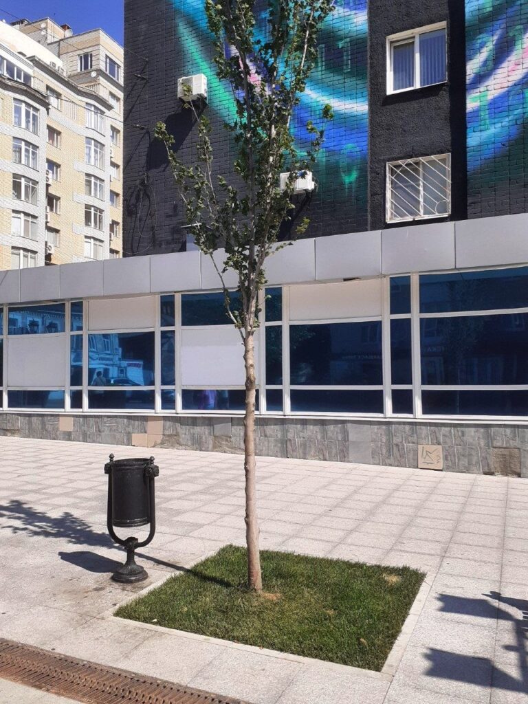 Приствольные круги вокруг деревьев на Волжской закрыли черной геотканью и засыпали щебёнкой Приствольные круги вокруг деревьев на Волжской закрыли черной геотканью и засыпали щебёнкой