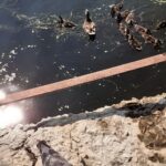 На набережной Саратова сняли большую птичью тусовку На набережной Саратова сняли большую птичью тусовку