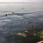 На набережной Саратова сняли большую птичью тусовку На набережной Саратова сняли большую птичью тусовку