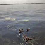 На набережной Саратова сняли большую птичью тусовку На набережной Саратова сняли большую птичью тусовку