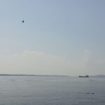 На набережной Саратова сняли большую птичью тусовку На набережной Саратова сняли большую птичью тусовку