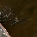 На набережной Саратова сняли большую птичью тусовку На набережной Саратова сняли большую птичью тусовку