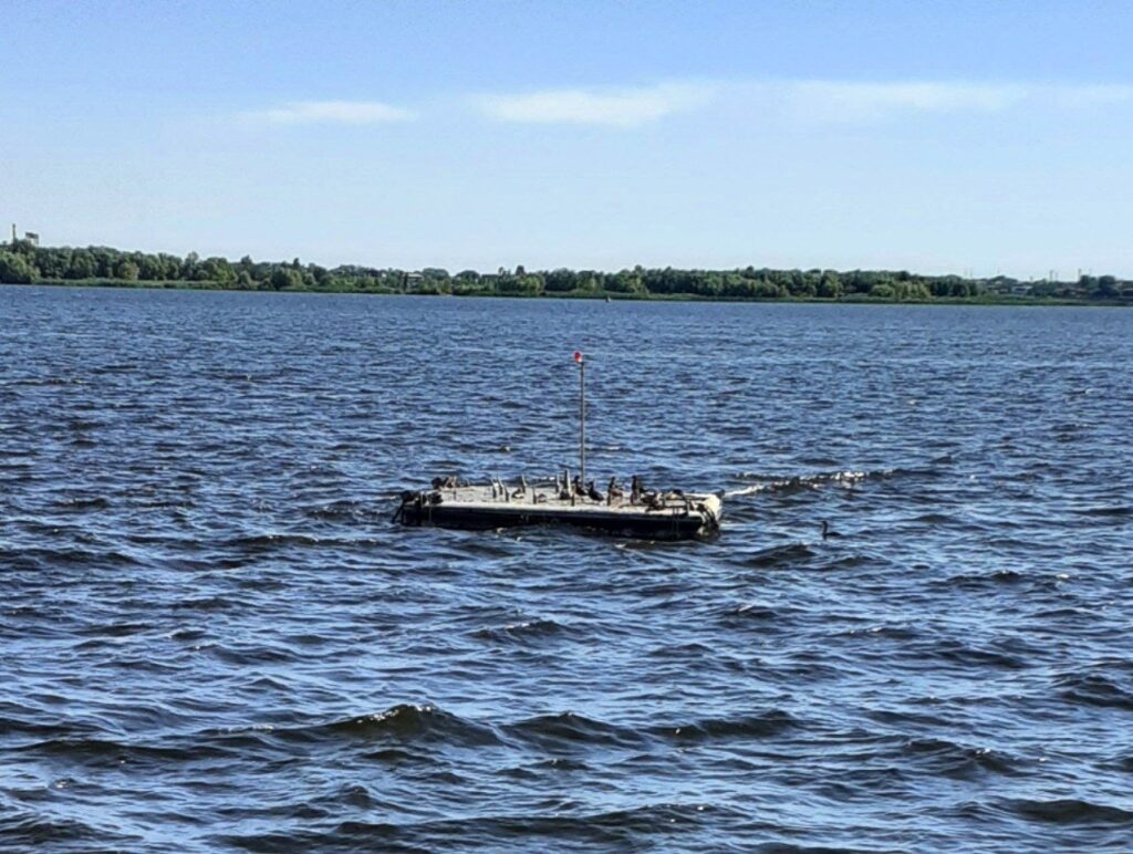 В акватории Набережной Волгу очистили от водорослей и мусора