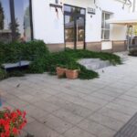 Дерзкое городское озеленение: в Саратове дикий виноград поглотил крыльцо