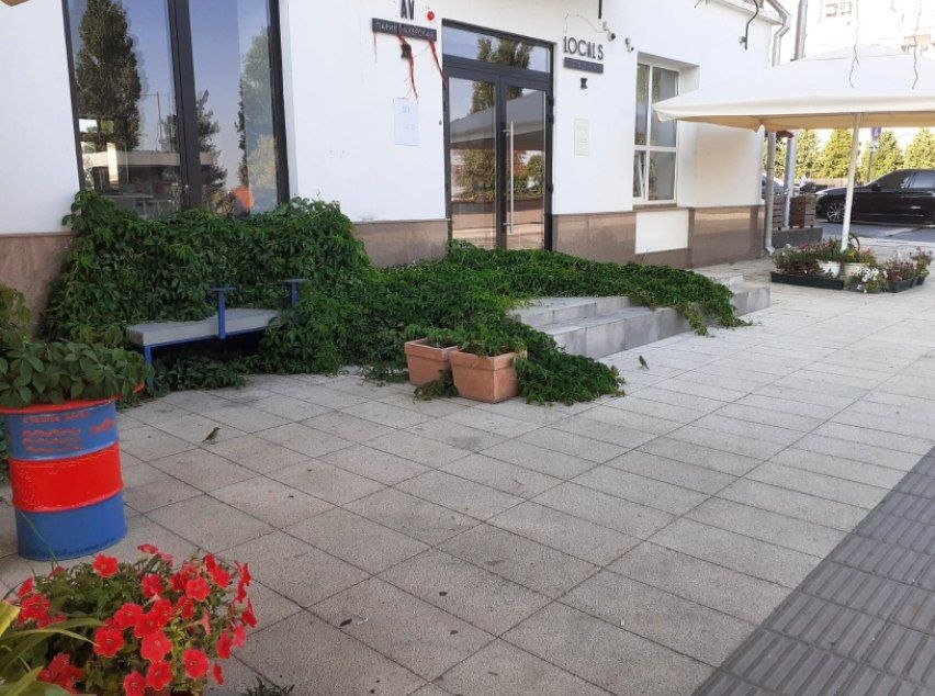 Дерзкое городское озеленение: в Саратове дикий виноград поглотил крыльцо