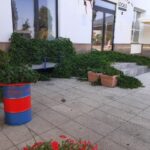 Дерзкое городское озеленение: в Саратове дикий виноград поглотил крыльцо