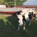 В Шумейке под Энгельсом прошел праздник села: коровы устроили «забастовку» В Шумейке под Энгельсом прошел праздник села: коровы устроили «забастовку»