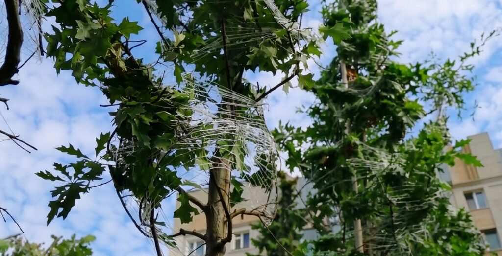 В Городском парке Саратова высаживают более 4 тысяч деревьев