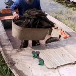На Саратовском водохранилище задержали браконьера с сотней раков На Саратовском водохранилище задержали браконьера с сотней раков