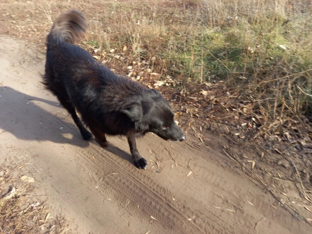 Собака еще