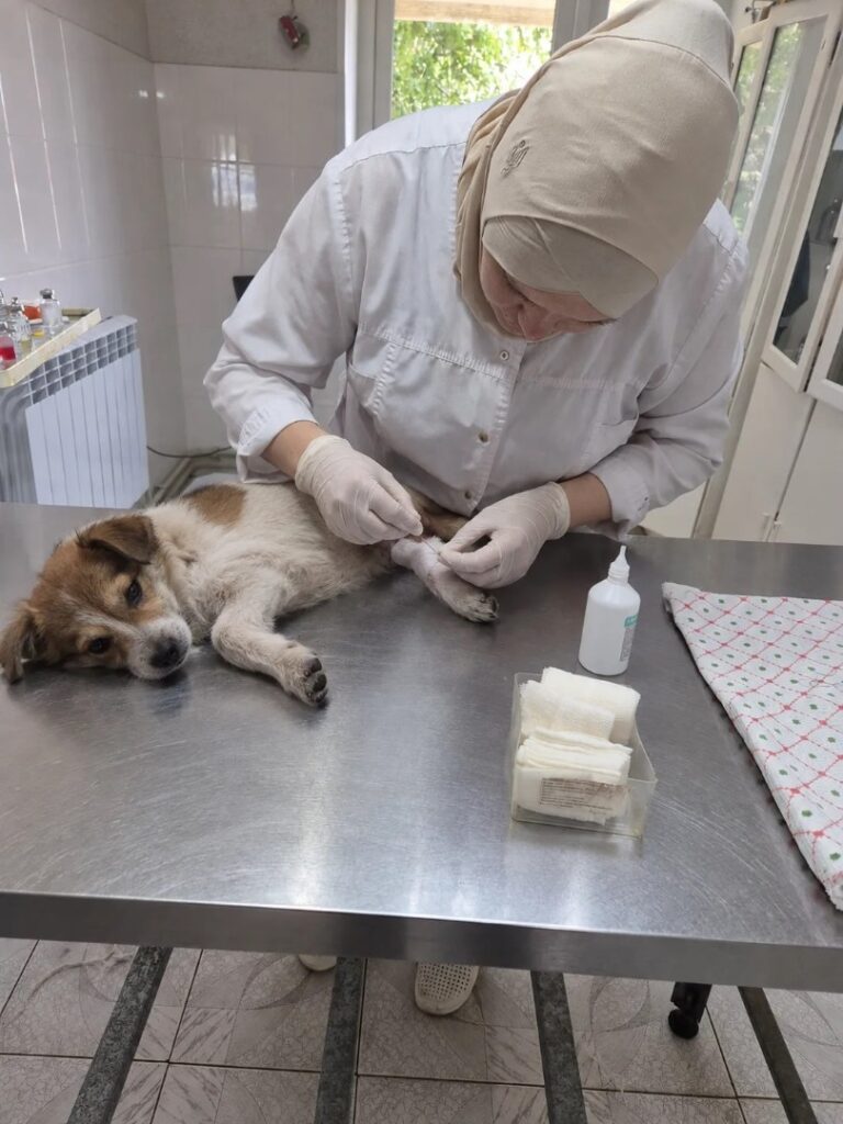 В Саратовской области ветеринары спасли собаку Люсю с тяжелой рваной раной В Саратовской области ветеринары спасли собаку Люсю с тяжелой рваной раной