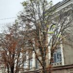 В Саратове осенью зацвели каштаны В Саратове осенью зацвели каштаны