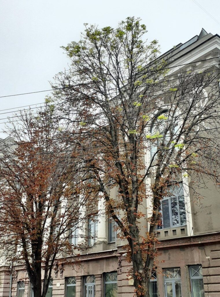 В Саратове осенью зацвели каштаны